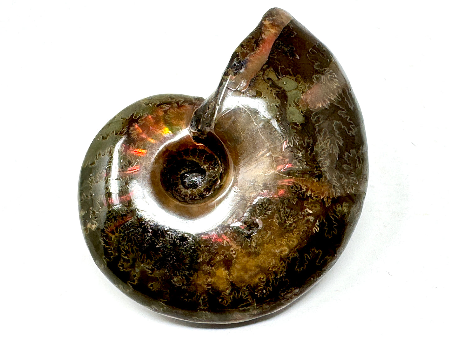 Red Iridescent Ammonite Fossil 5.7cm