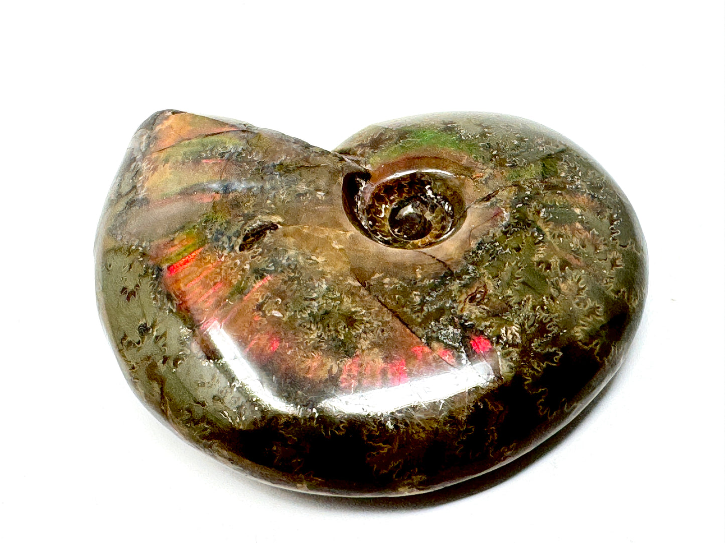 Red Iridescent Ammonite Fossil 5.7cm