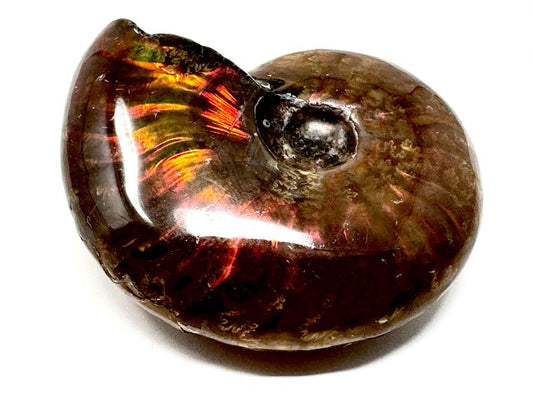 Red Iridescent Ammonite Fossil 4.5cm