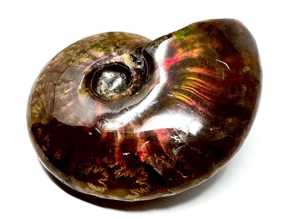 Red Iridescent Ammonite Fossil 4.5cm