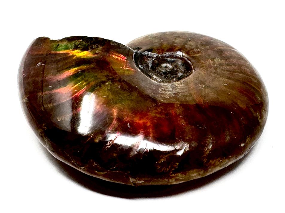 Red Iridescent Ammonite Fossil 4.5cm