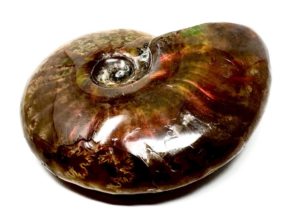 Red Iridescent Ammonite Fossil 4.5cm