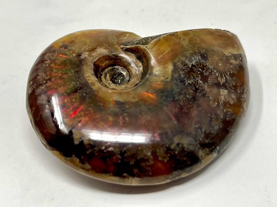 Red Iridescent Ammonite Fossil 5.1cm