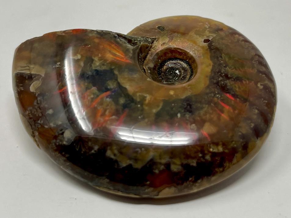 Red Iridescent Ammonite Fossil 5.1cm