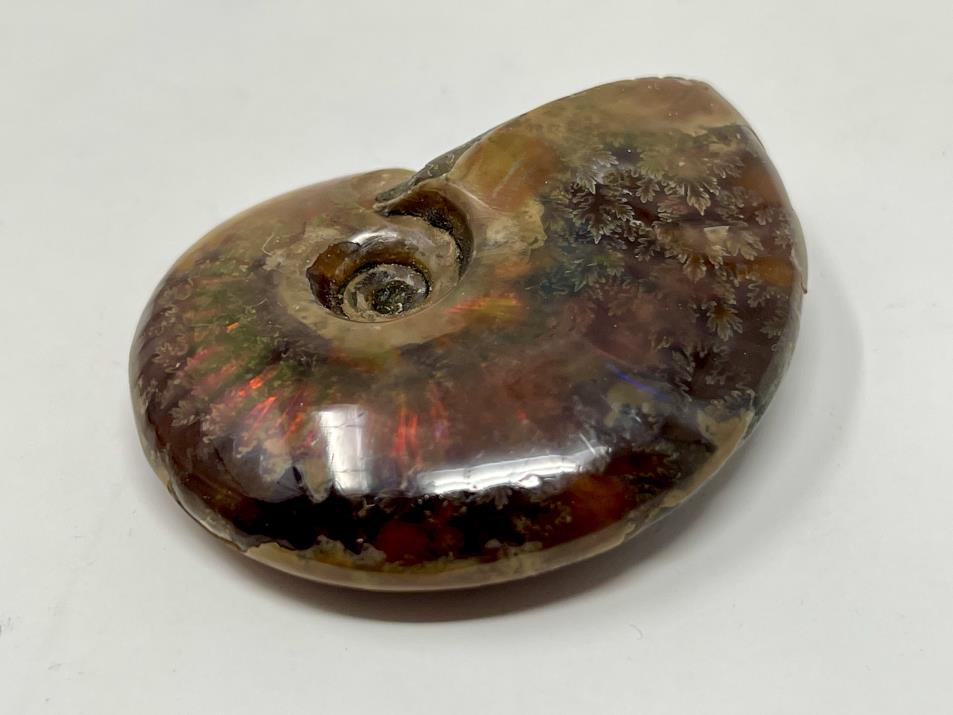 Red Iridescent Ammonite Fossil 5.1cm