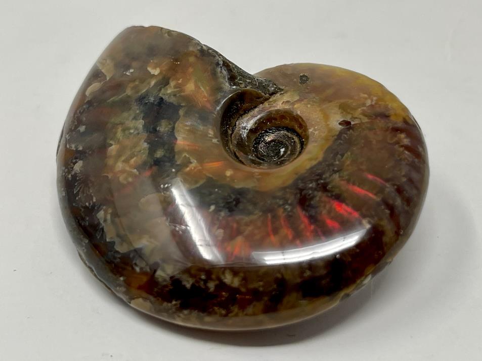 Red Iridescent Ammonite Fossil 5.1cm