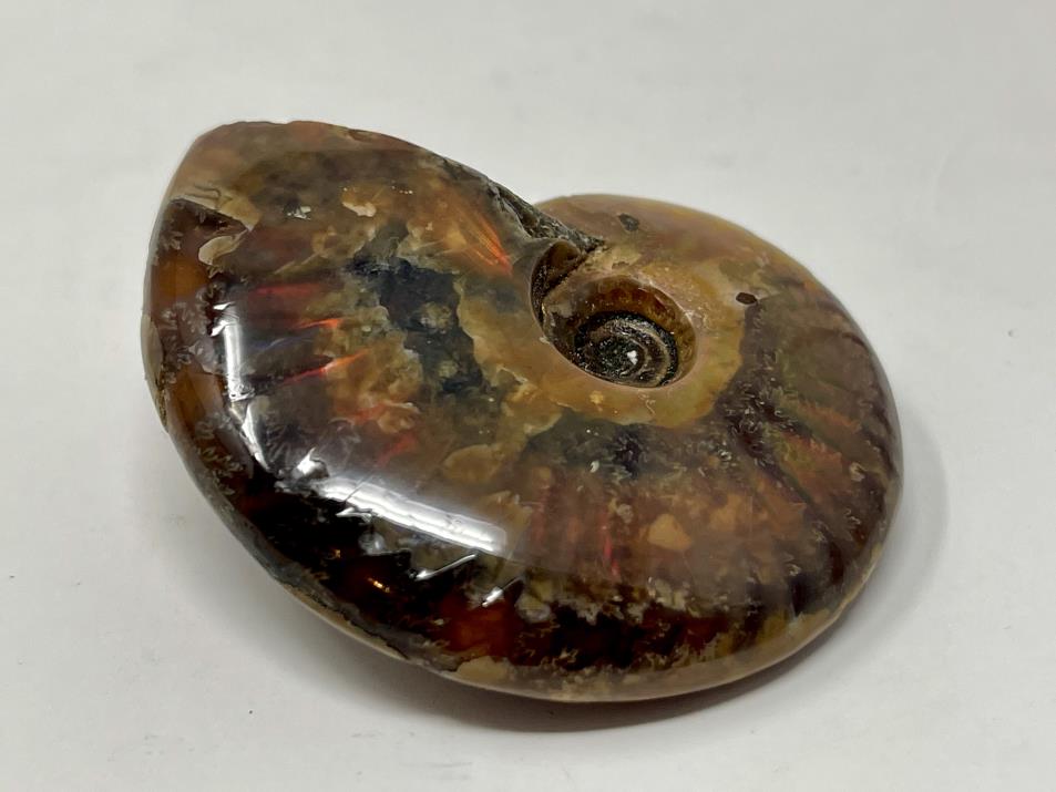 Red Iridescent Ammonite Fossil 5.1cm