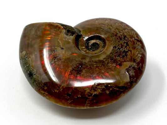 Red Iridescent Ammonite Fossil 4.9cm