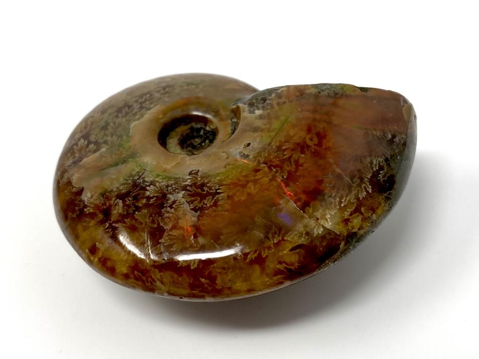 Red Iridescent Ammonite Fossil 4.9cm