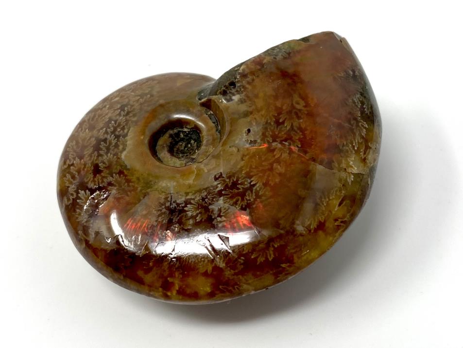 Red Iridescent Ammonite Fossil 4.9cm