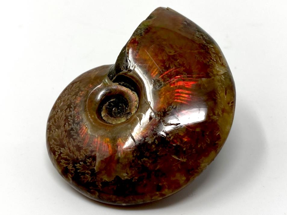 Red Iridescent Ammonite Fossil 4.9cm