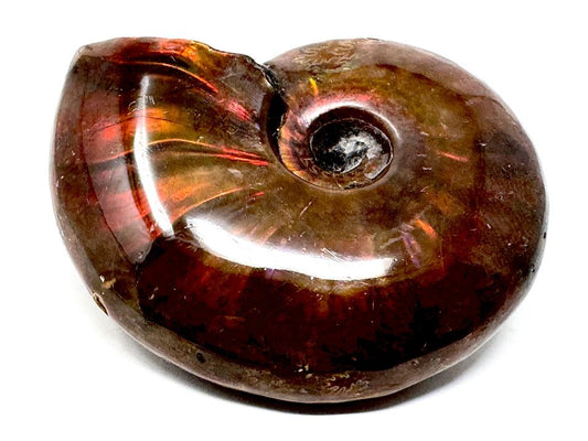 Red Iridescent Ammonite Fossil 4.8cm