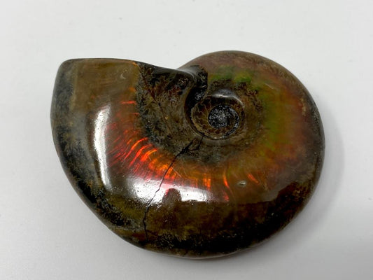 Red Iridescent Ammonite Fossil 4.7cm