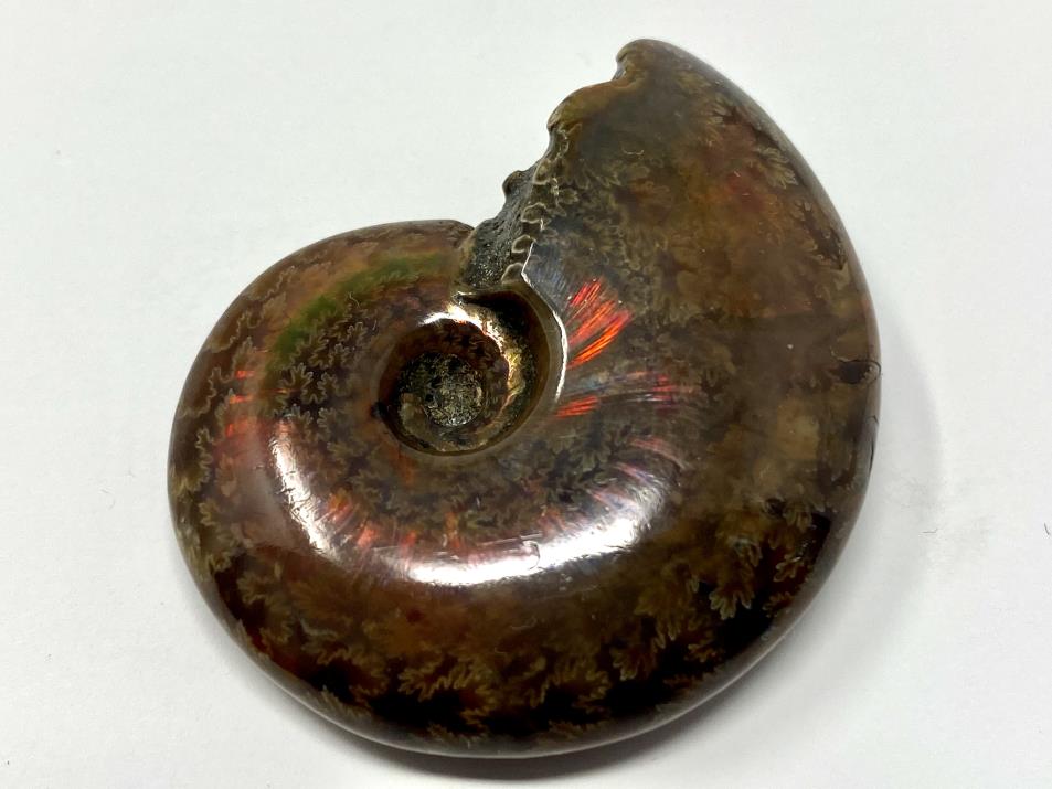 Red Iridescent Ammonite Fossil 4.4cm