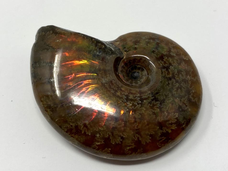 Red Iridescent Ammonite Fossil 4.3cm