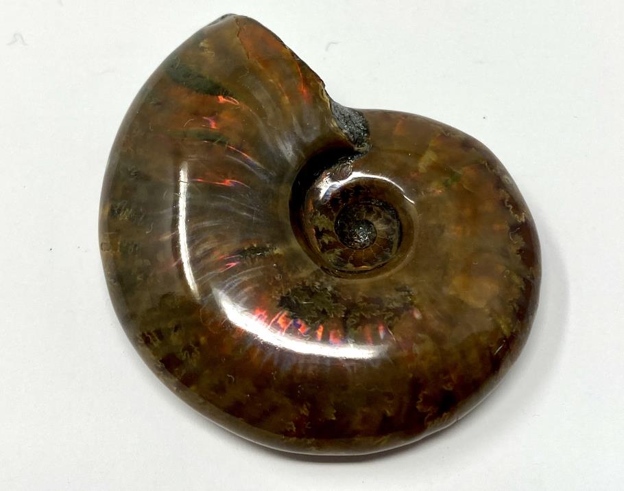 Red Iridescent Ammonite Fossil 5cm