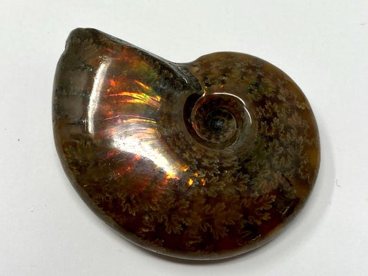 Red Iridescent Ammonite Fossil 4.3cm