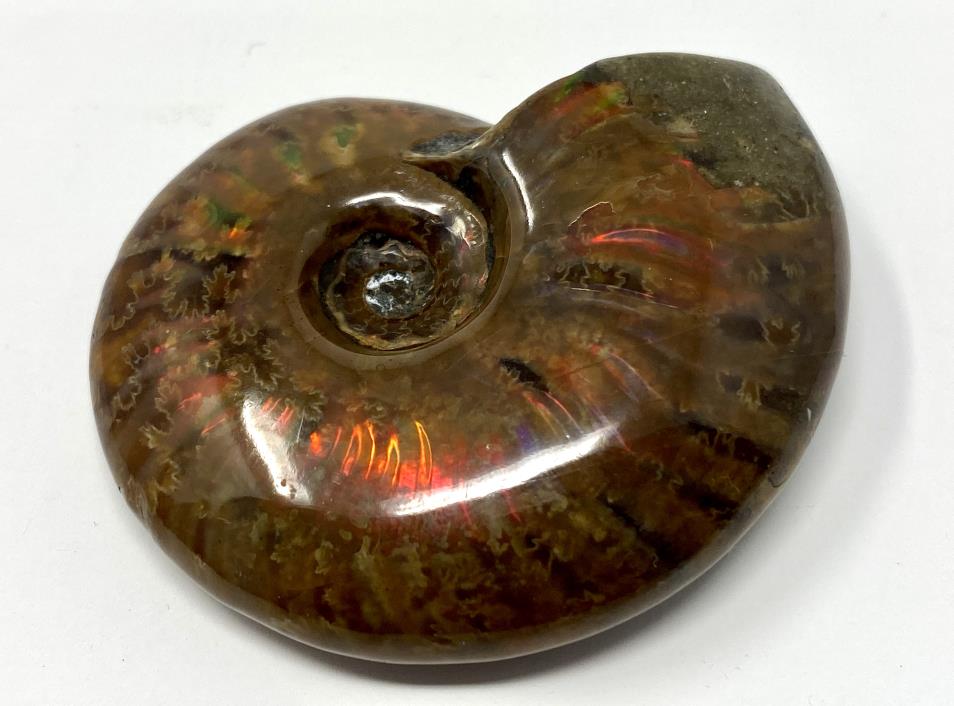 Red Iridescent Ammonite Fossil 5cm