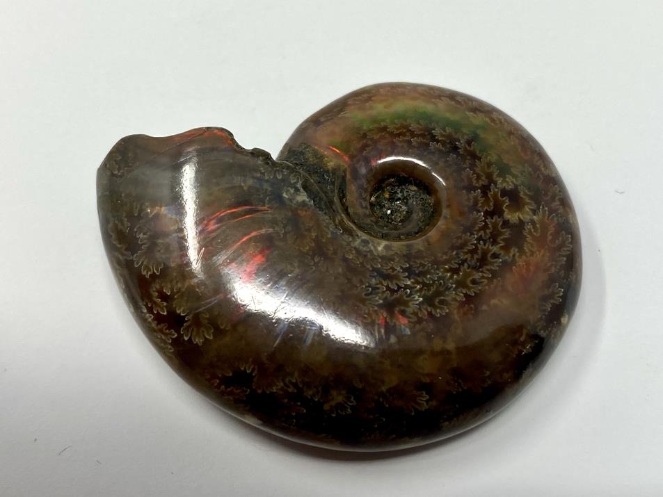 Red Iridescent Ammonite Fossil 4.4cm