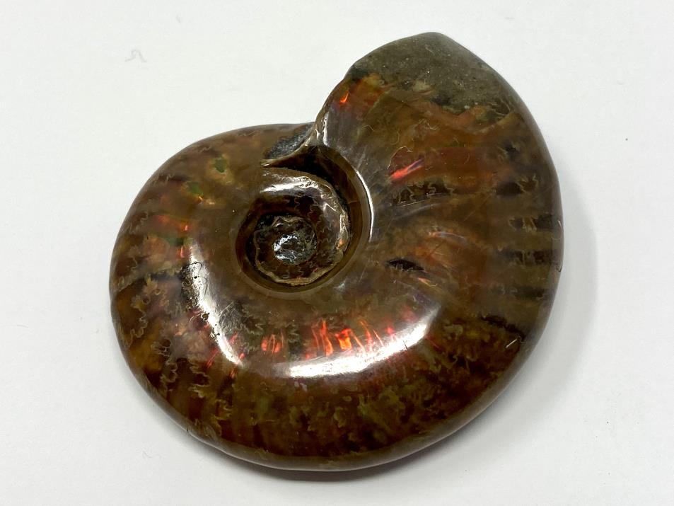 Red Iridescent Ammonite Fossil 5cm