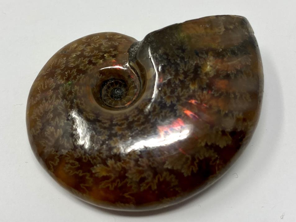 Red Iridescent Ammonite Fossil 4.3cm