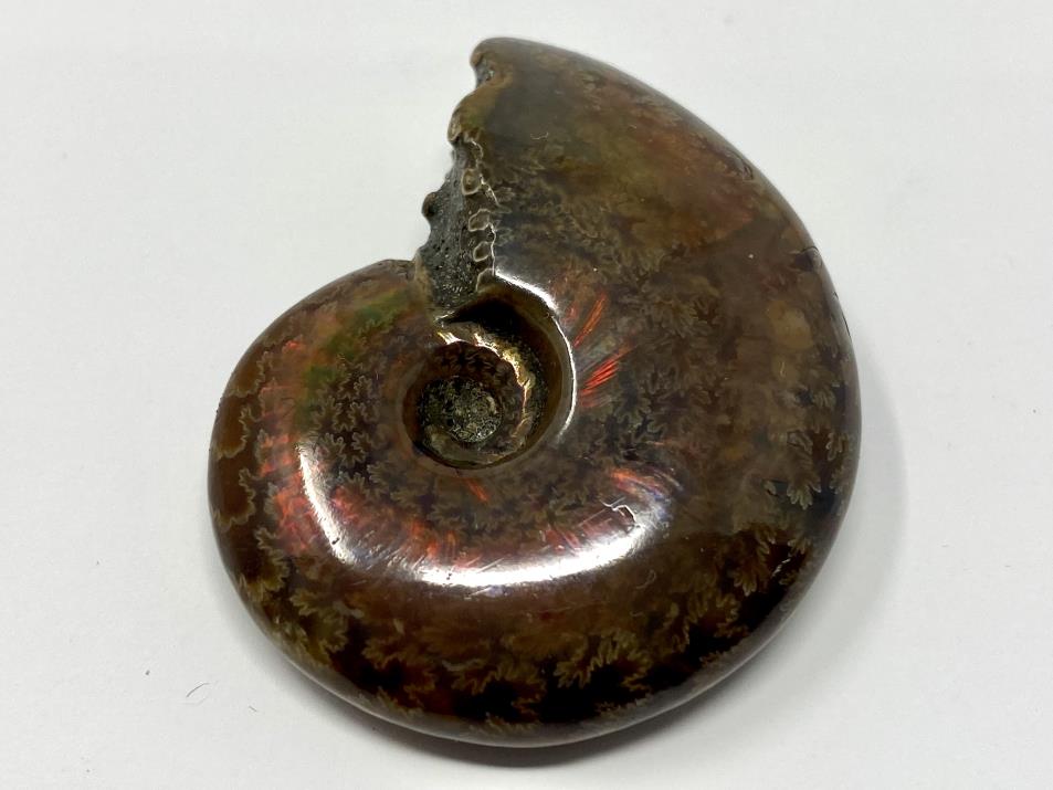 Red Iridescent Ammonite Fossil 4.4cm