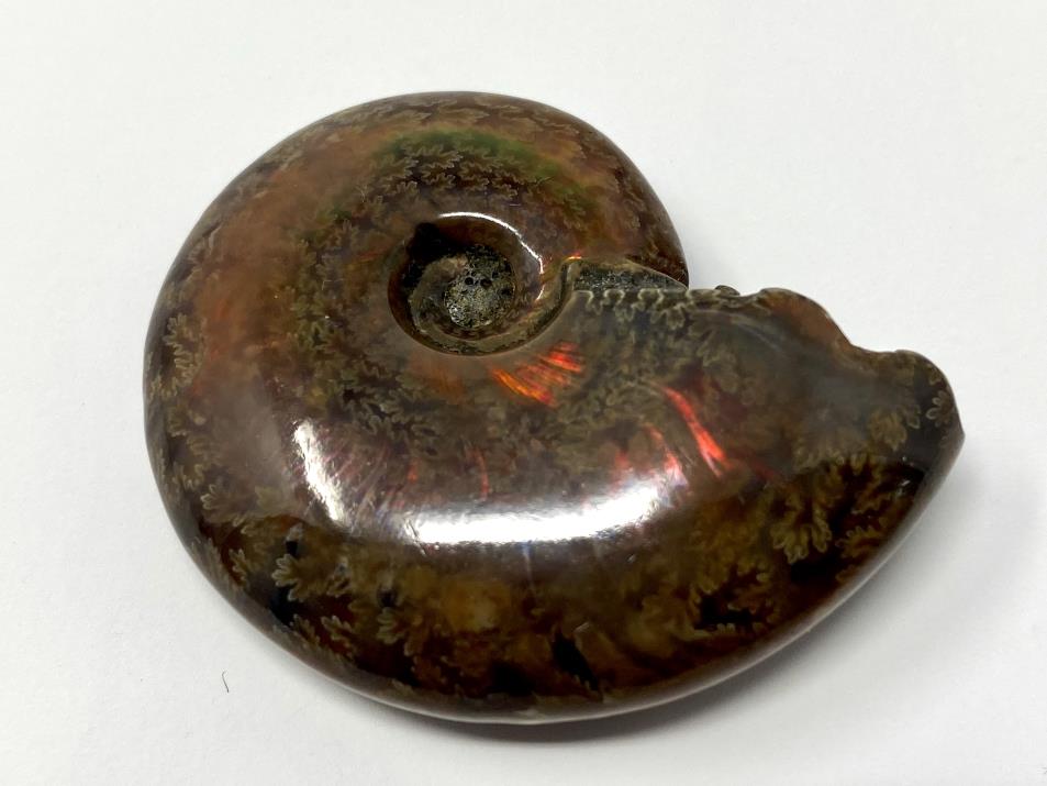 Red Iridescent Ammonite Fossil 4.4cm