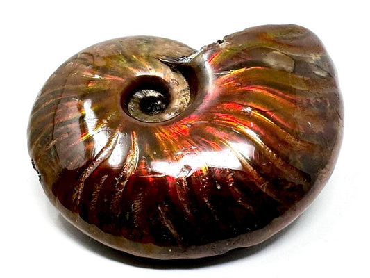 Red Iridescent Ammonite Fossil 4.3cm