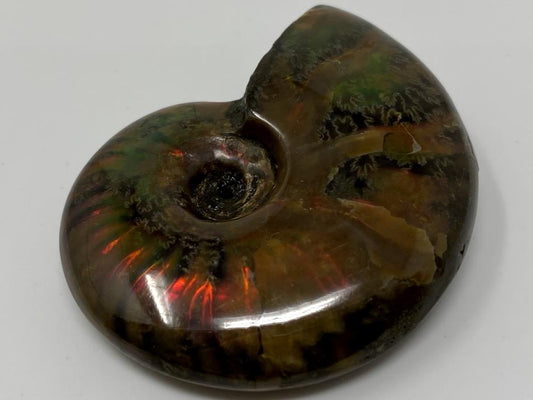 Red Iridescent Ammonite Fossil 4.6cm