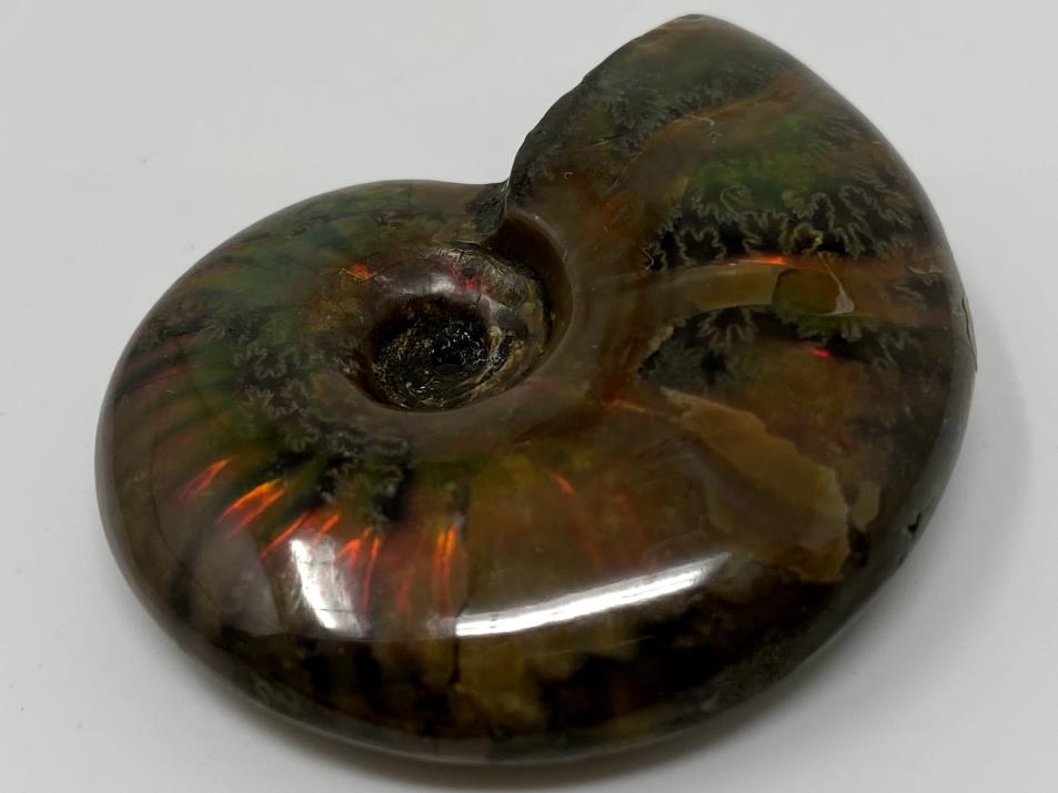 Red Iridescent Ammonite Fossil 4.6cm