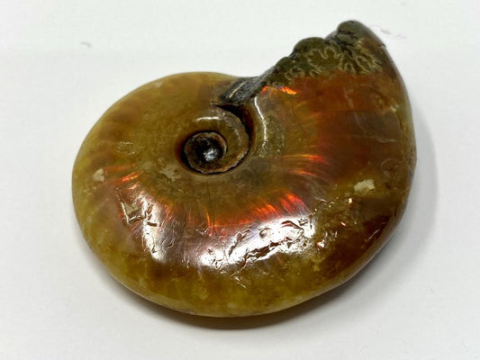 Red Iridescent Ammonite Fossil 4.8cm