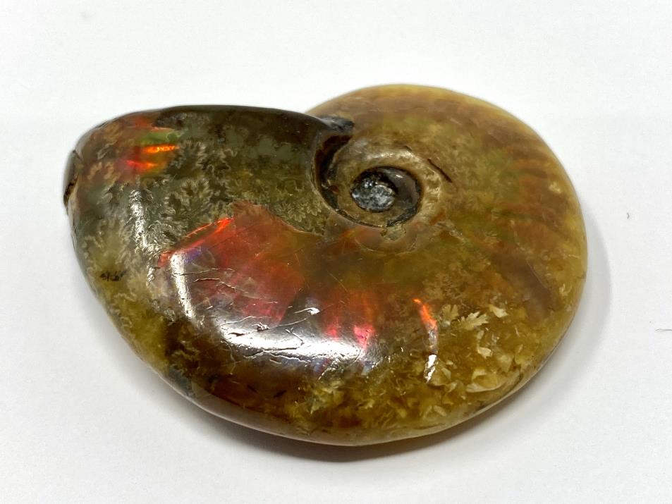 Red Iridescent Ammonite Fossil 4.8cm