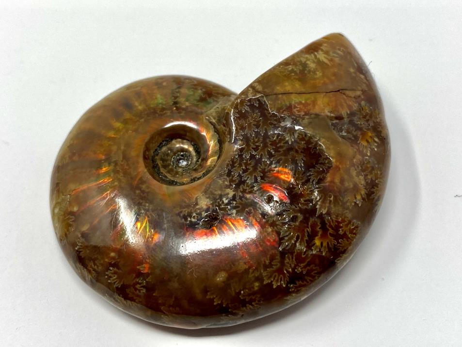 Red Iridescent Ammonite Fossil 5.4cm