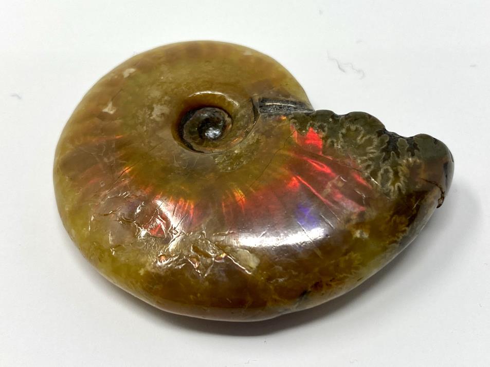 Red Iridescent Ammonite Fossil 4.8cm