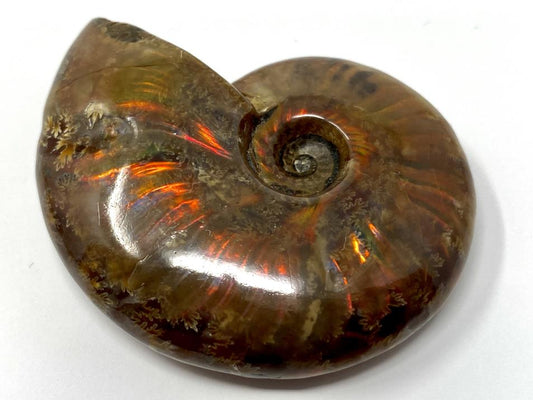 Red Iridescent Ammonite Fossil 5.4cm