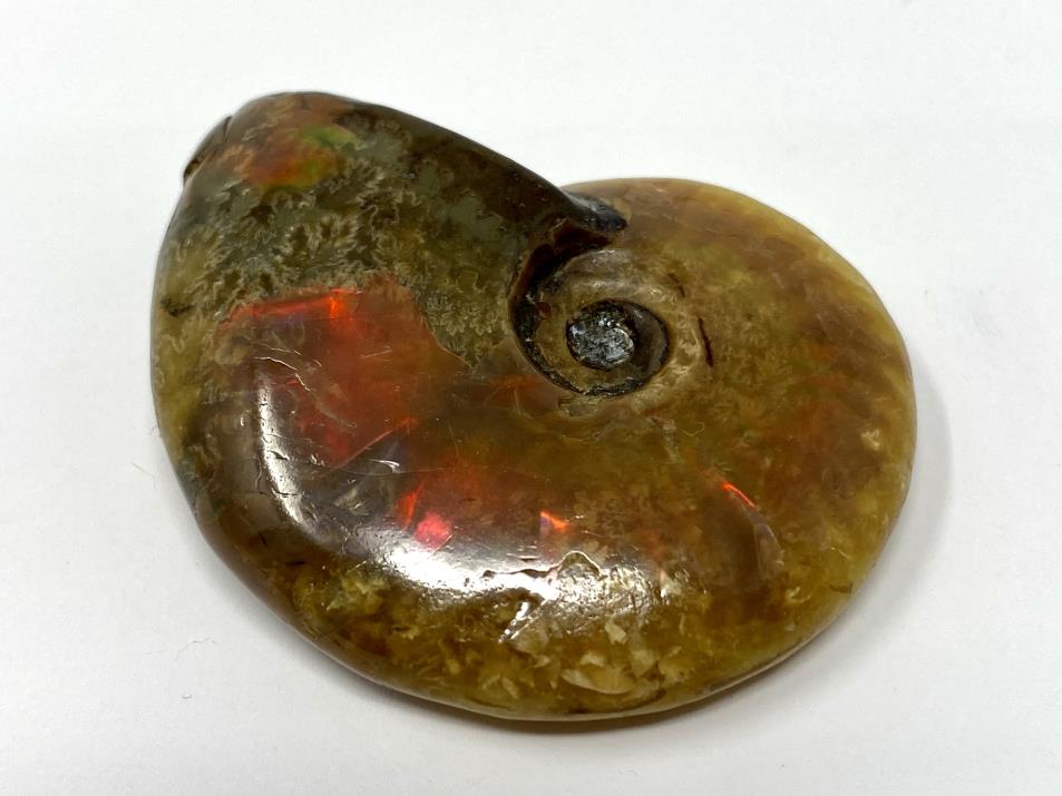 Red Iridescent Ammonite Fossil 4.8cm