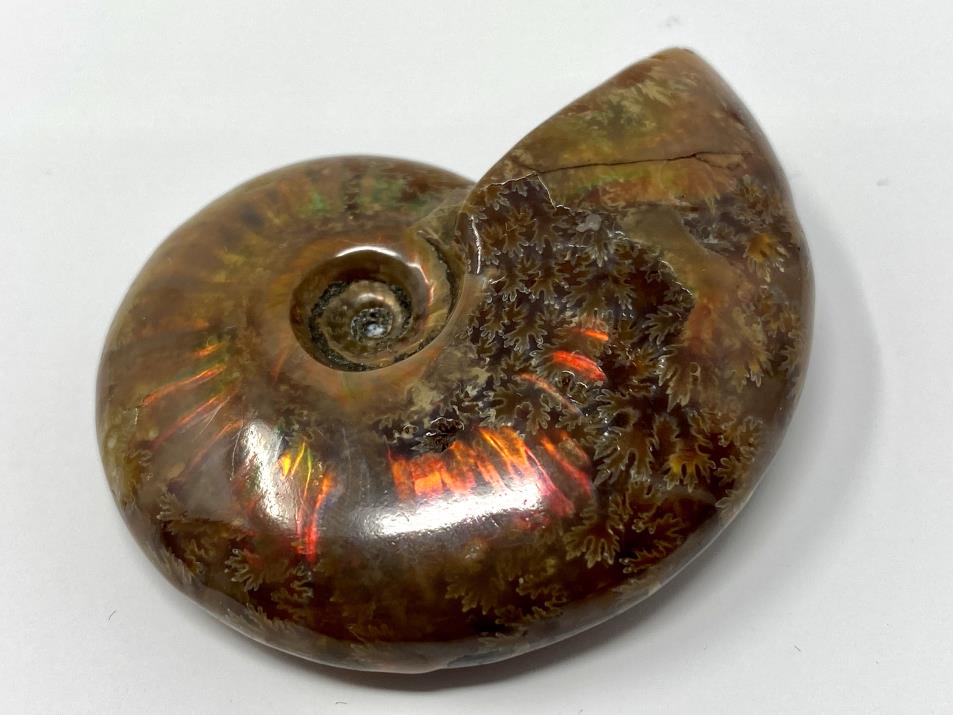 Red Iridescent Ammonite Fossil 5.4cm