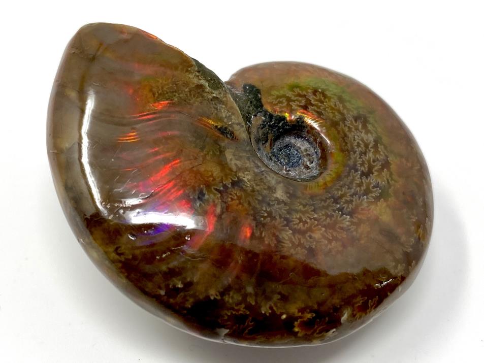 Red Iridescent Ammonite Fossil 4.6cm