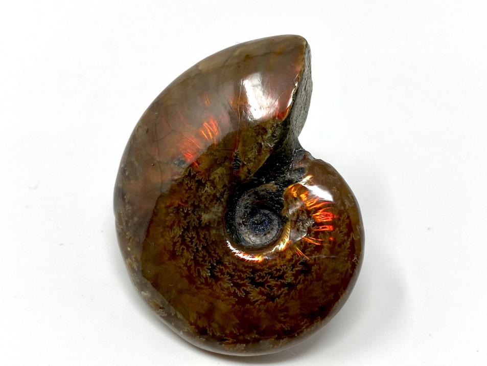 Red Iridescent Ammonite Fossil 4.6cm