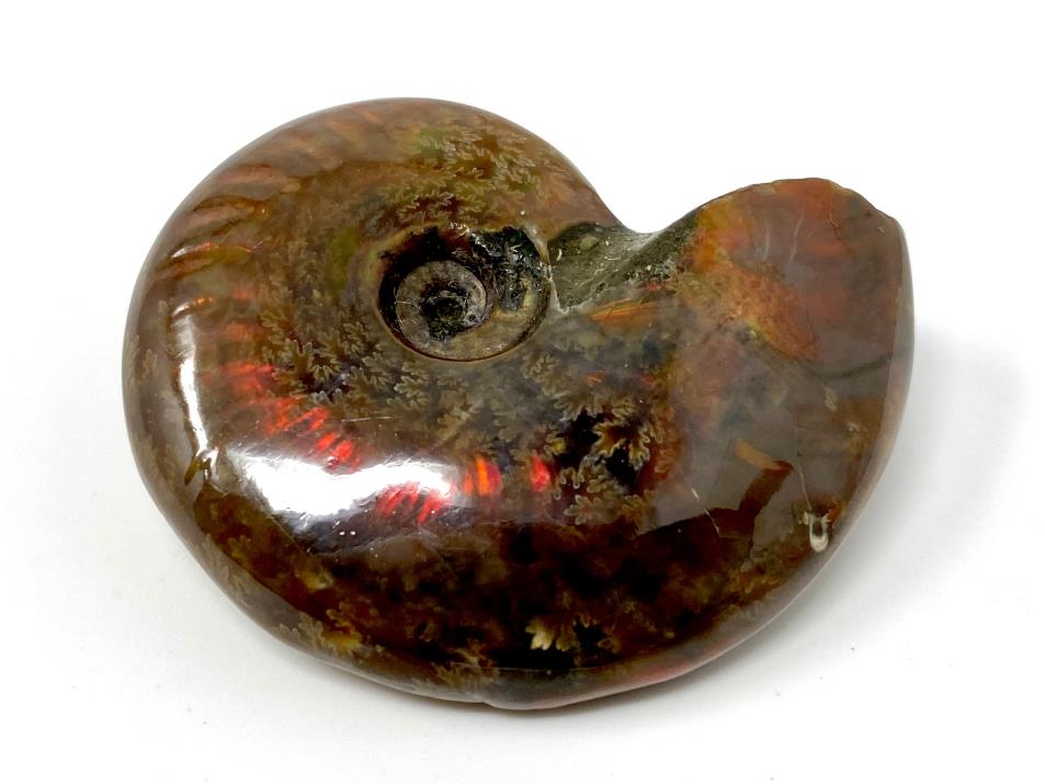 Red Iridescent Ammonite Fossil 4.6cm