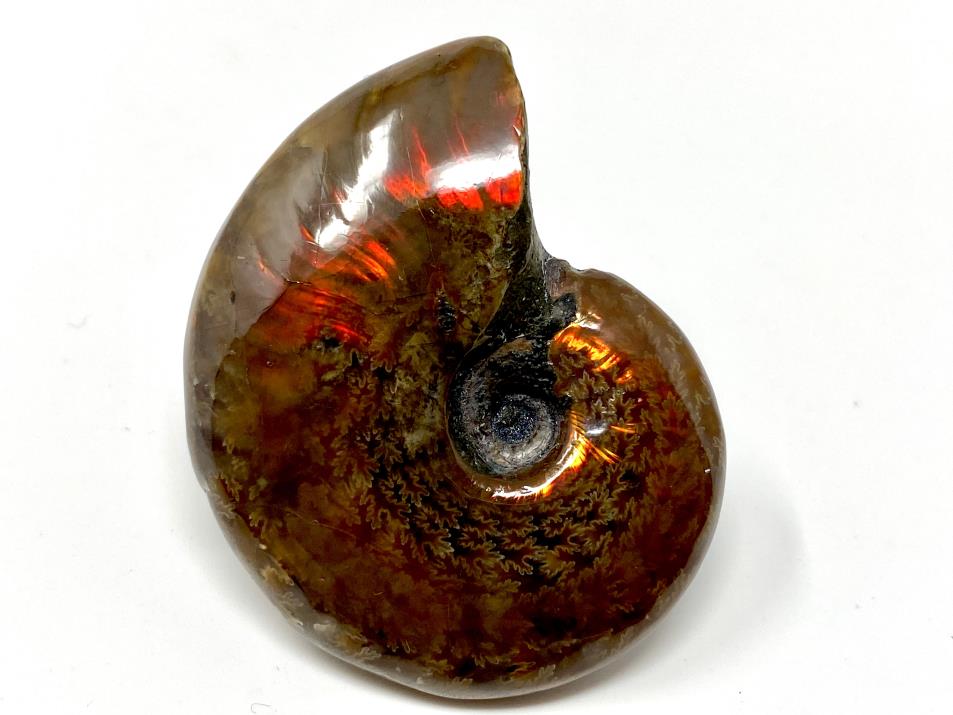 Red Iridescent Ammonite Fossil 4.6cm