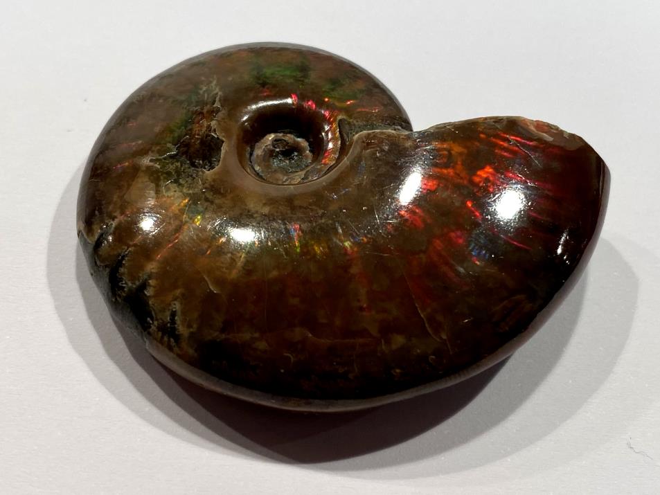 Red Iridescent Ammonite Fossil 5.2cm