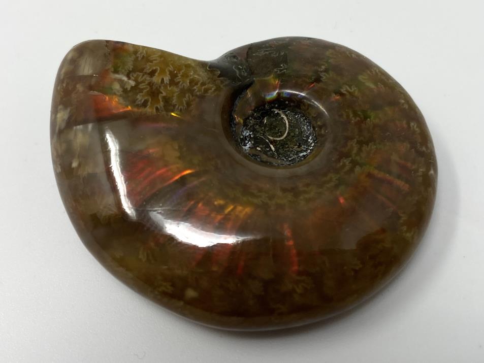 Red Iridescent Ammonite Fossil 4.4cm