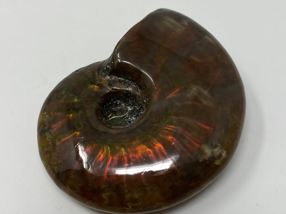 Red Iridescent Ammonite Fossil 4.4cm