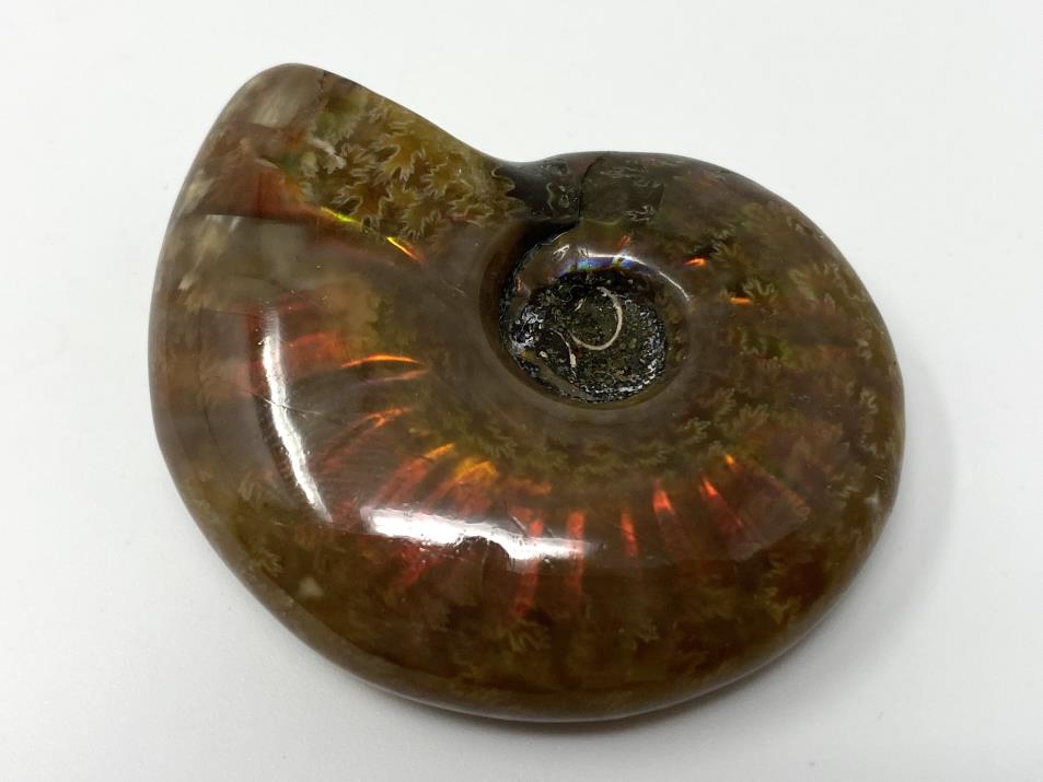 Red Iridescent Ammonite Fossil 4.4cm