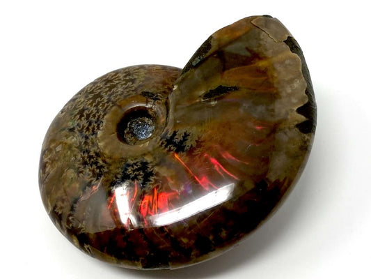 Red Iridescent Ammonite Fossil 6.8cm