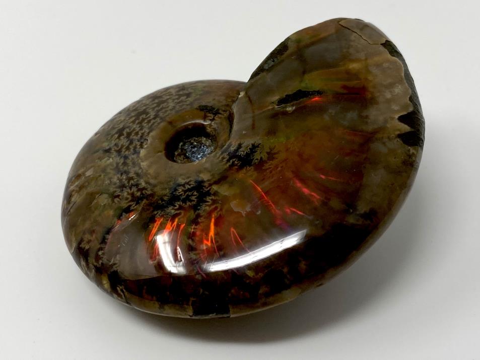 Red Iridescent Ammonite Fossil 6.8cm