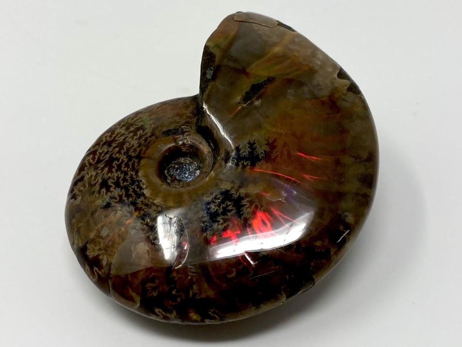 Red Iridescent Ammonite Fossil 6.8cm