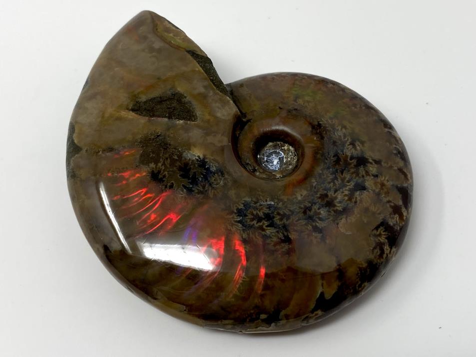 Red Iridescent Ammonite Fossil 6.8cm