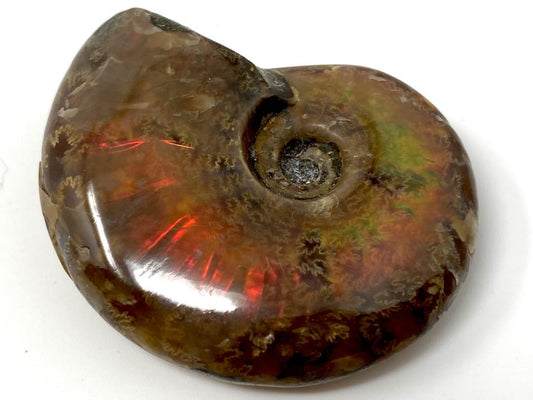 Red Iridescent Ammonite Fossil 4.2cm